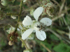 Bramble/Blackberry flower (Rubus fruticosus agg)