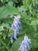 Tufted Vetch (Vicia cracca)