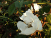 Burnet Rose (Rosa pimpinellifolia)
