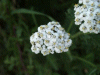 Yarrow (Achillea millefolium)