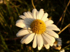 Oxeye daisy (Leucanthemum vulgare) (syn. Chrysanthemum leucanthemum)
