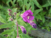 Great Willowherb (Epilobium hirsutum)