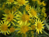 Common Ragwort (Senecio jacobaea)