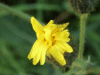 Smooth Sow-thistle (Sonchus oleraceus)