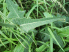 Smooth Sow-thistle (Sonchus oleraceus)