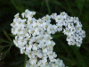 Yarrow (Achillea millefolium)