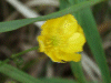 Meadow Buttercup (Ranunculus acris)