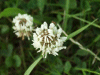 White Clover/Dutch Clover (Trifolium repens)
