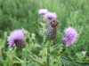 Creeping Thistle (Cirsium arvense)