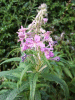 Rosebay Willowherb (Chamerion angustifolium)