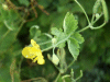 Greater Celandine (Chelidonium majus)