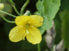 Greater Celandine (Chelidonium majus)