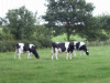 Cows of Daresbury