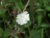 White Campion (Silene alba)