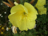 Large-Flowered Evening Primrose (Oenothera glazoviana)