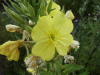 Large-Flowered Evening Primrose (Oenothera glazoviana)