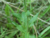 Hawkweed Ox-tongue (Picris hieracioides)