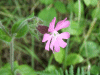 Red Campion (Silene dioica)