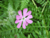 Red Campion (Silene dioica)
