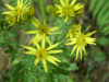 Oxford Ragwort (Senecio squalidus)