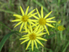 Oxford Ragwort (Senecio squalidus)