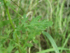 Oxford Ragwort (Senecio squalidus)