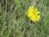 Common Catsear (Hypochaeris radicata)