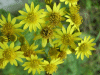Oxford Ragwort (Senecio squalidus)