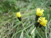Hawkweed Ox-tongue (Picris hieracioides)