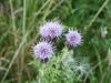 Creeping Thistle (Cirsium arvense)