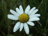 Oxeye daisy (Leucanthemum vulgare) (syn. Chrysanthemum leucanthemum)