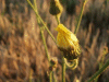 Hawkweed Ox-tongue (Picris hieracioides)