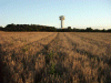 Ripened grain fields, Keckwick Hill and NSF Tower