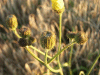Hawkweed Ox-tongue (Picris hieracioides)