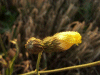 Hawkweed Ox-tongue (Picris hieracioides)