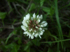 White Clover/Dutch Clover (Trifolium repens)