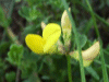 Common Bird's-foot trefoil (Lotus corniculatus)