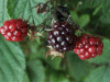 Ripening berries