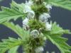 Gipsywort (Lycopus europaeus)