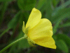 Meadow Buttercup (Ranunculus acris)