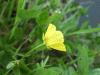 Meadow Buttercup (Ranunculus acris)
