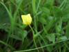 Meadow Buttercup (Ranunculus acris)