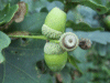 Oak acorns