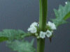 Gipsywort (Lycopus europaeus) 
