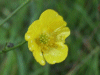 Meadow Buttercup (Ranunculus acris)