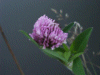 Red Clover (trefolium repens)
