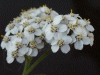Yarrow (Achillea millefolium)