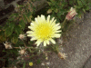 Smooth Sow-thistle (Sonchus oleraceus)