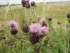 Creeping Thistle (Cirsium arvense)