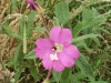 Great Willowherb (Epilobium hirsutum)